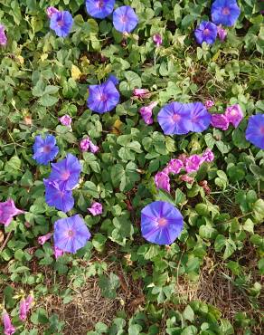 Fotografia 14 da espécie Ipomoea indica no Jardim Botânico UTAD