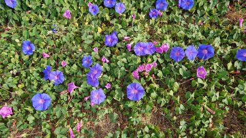 Fotografia da espécie Ipomoea indica