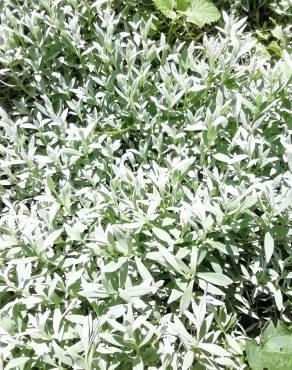 Fotografia 16 da espécie Cerastium tomentosum no Jardim Botânico UTAD