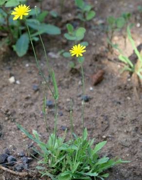 Fotografia 16 da espécie Reichardia picroides no Jardim Botânico UTAD