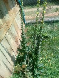 Fotografia da espécie Verbascum virgatum