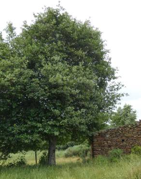 Fotografia 14 da espécie Sorbus latifolia no Jardim Botânico UTAD
