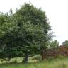Fotografia 14 da espécie Sorbus latifolia do Jardim Botânico UTAD