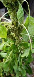 Fotografia da espécie Amaranthus retroflexus