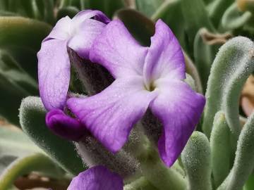 Fotografia da espécie Matthiola sinuata