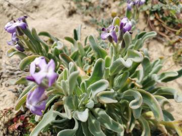 Fotografia da espécie Matthiola sinuata