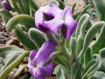 Fotografia da espécie Matthiola sinuata