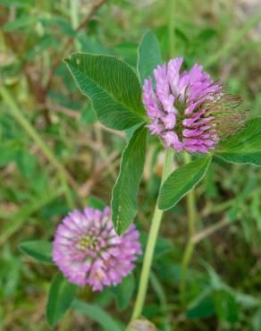 Fotografia 8 da espécie Trifolium pratense subesp. pratense var. pratense no Jardim Botânico UTAD