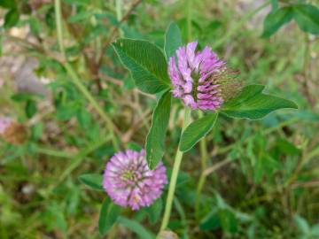 Fotografia da espécie Trifolium pratense subesp. pratense var. pratense