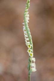 Fotografia da espécie Spiranthes spiralis