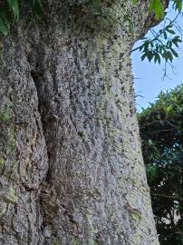 Fotografia da espécie Ceiba speciosa