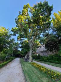 Fotografia da espécie Ceiba speciosa