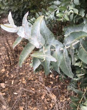 Fotografia 17 da espécie Eucalyptus globulus no Jardim Botânico UTAD