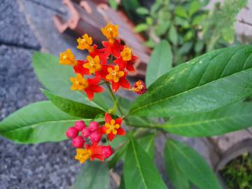 Fotografia da espécie Asclepias curassavica