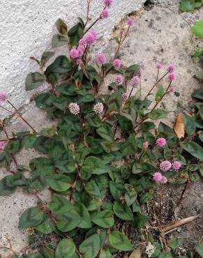 Fotografia 12 da espécie Polygonum capitatum no Jardim Botânico UTAD