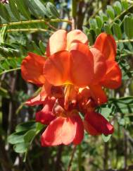 Sesbania punicea