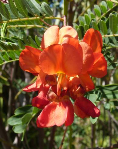 Fotografia de capa Sesbania punicea - do Jardim Botânico