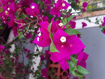 Fotografia da espécie Bougainvillea spectabilis