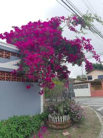 Fotografia da espécie Bougainvillea spectabilis