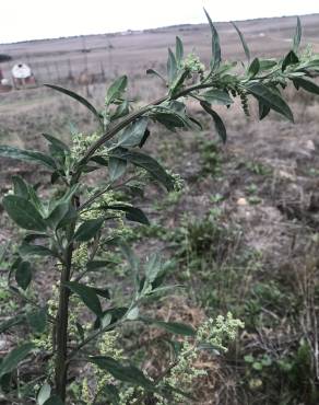 Fotografia 15 da espécie Chenopodium album var. album no Jardim Botânico UTAD