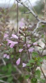 Fotografia da espécie Clinopodium nepeta