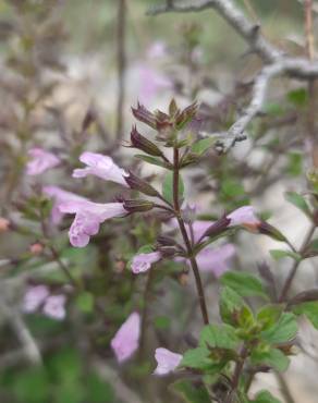 Fotografia 8 da espécie Clinopodium nepeta no Jardim Botânico UTAD