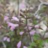 Fotografia 8 da espécie Clinopodium nepeta do Jardim Botânico UTAD