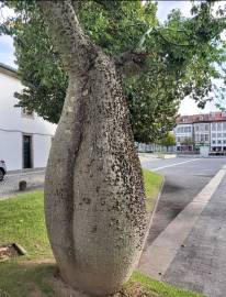 Fotografia da espécie Ceiba insignis