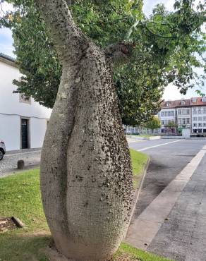 Fotografia 30 da espécie Ceiba insignis no Jardim Botânico UTAD