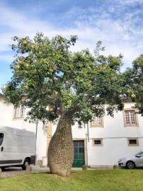 Fotografia da espécie Ceiba insignis