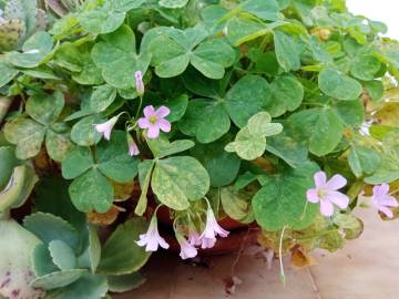 Fotografia da espécie Oxalis debilis var. corymbosa