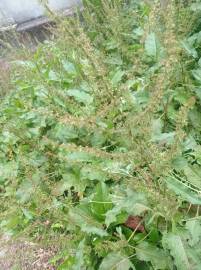 Fotografia da espécie Rumex pulcher subesp. pulcher