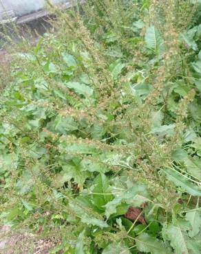 Fotografia 10 da espécie Rumex pulcher subesp. pulcher no Jardim Botânico UTAD