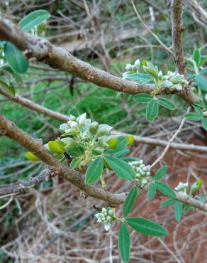 Fotografia 1 da espécie Anagyris foetida no Jardim Botânico UTAD