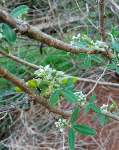 Fotografia de capa Anagyris foetida - do Jardim Botânico