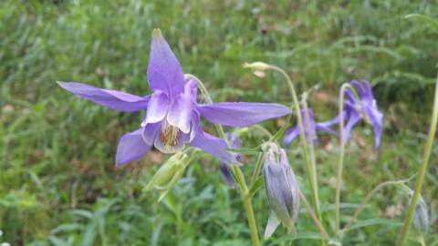 Fotografia da espécie Aquilegia vulgaris subesp. vulgaris