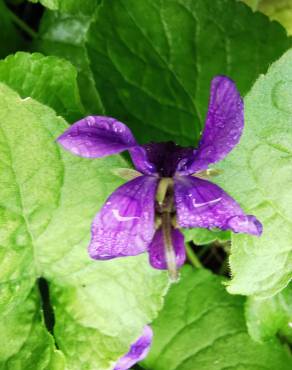 Fotografia 18 da espécie Viola odorata no Jardim Botânico UTAD