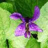 Fotografia 18 da espécie Viola odorata do Jardim Botânico UTAD