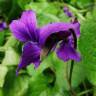 Fotografia 19 da espécie Viola odorata do Jardim Botânico UTAD