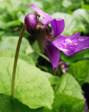 Fotografia 20 da espécie Viola odorata no Jardim Botânico UTAD