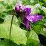 Fotografia 20 da espécie Viola odorata do Jardim Botânico UTAD