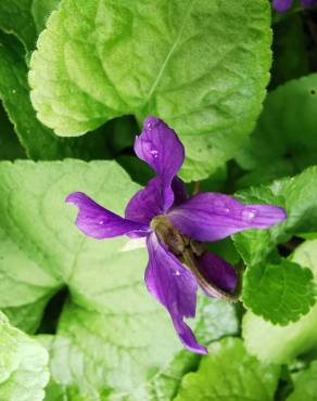 Fotografia 21 da espécie Viola odorata no Jardim Botânico UTAD