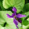 Fotografia 21 da espécie Viola odorata do Jardim Botânico UTAD