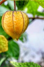 Fotografia da espécie Physalis peruviana