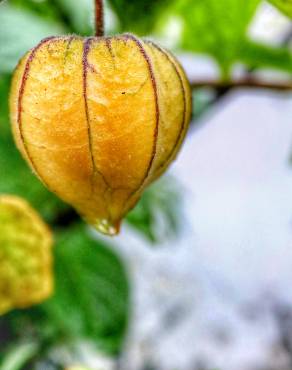 Fotografia 14 da espécie Physalis peruviana no Jardim Botânico UTAD