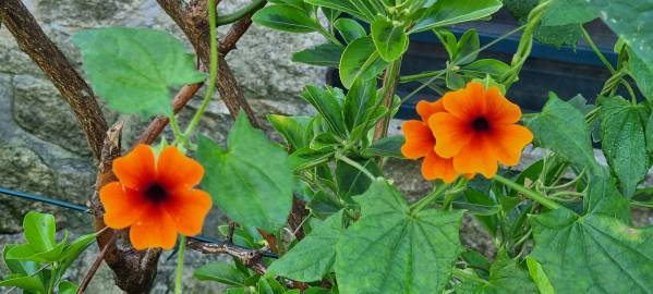 Fotografia da espécie Thunbergia alata