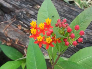 Fotografia da espécie Asclepias curassavica