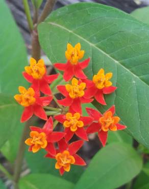 Fotografia 16 da espécie Asclepias curassavica no Jardim Botânico UTAD