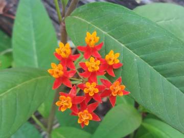 Fotografia da espécie Asclepias curassavica