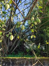 Fotografia da espécie Araujia sericifera